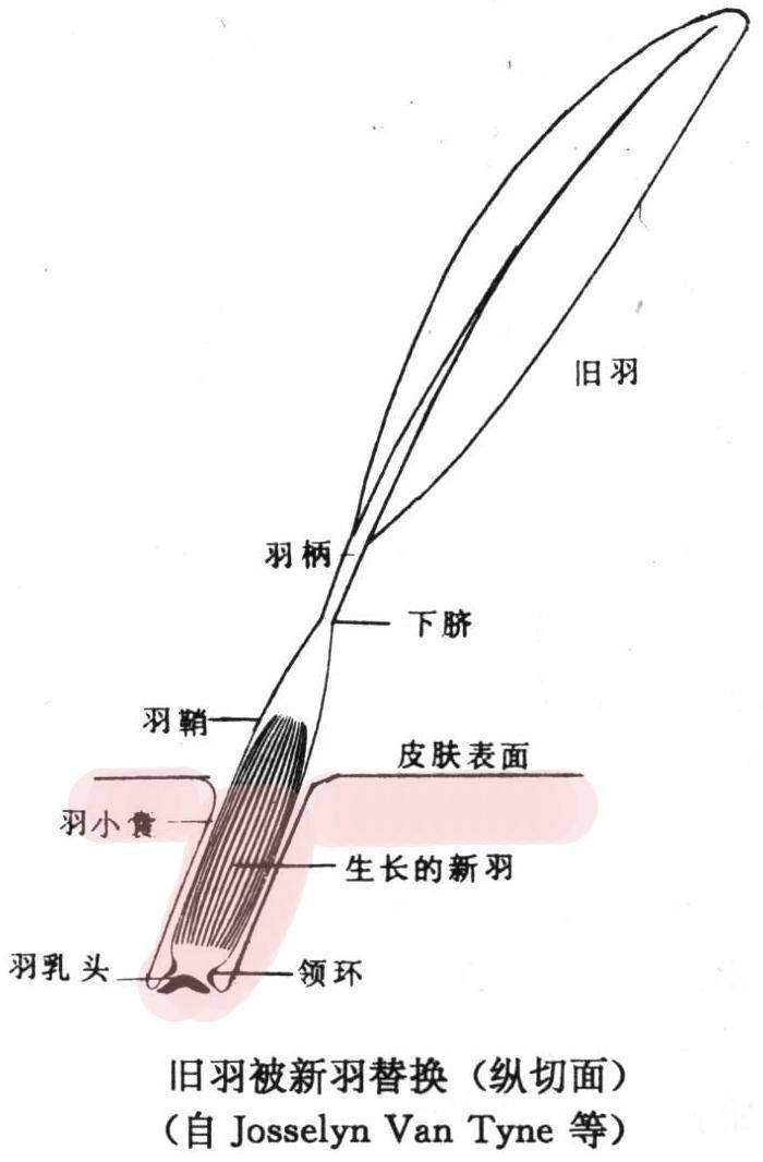 扎鸟麻将苹果版:《说文解字》第692课：成语“羽翮飞肉”的“翮”是什么意思？