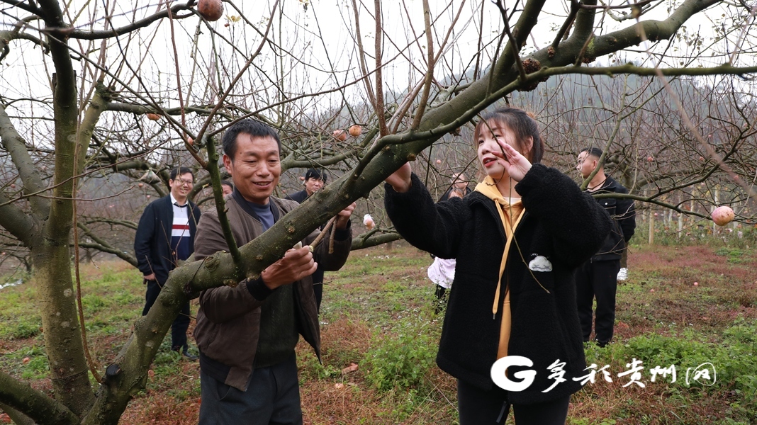 长顺苹果新闻报道长顺县种获高钙苹果-第2张图片-太平洋在线下载