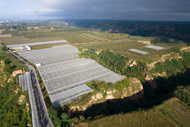 中国苹果种植新闻报道乡村种植菠菜的宣传报道-第2张图片-太平洋在线下载