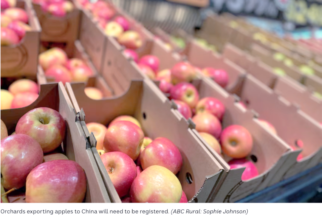 澳门版苹果与港版苹果(澳门版iphone和港版iphone)-第2张图片-QuickQ官网