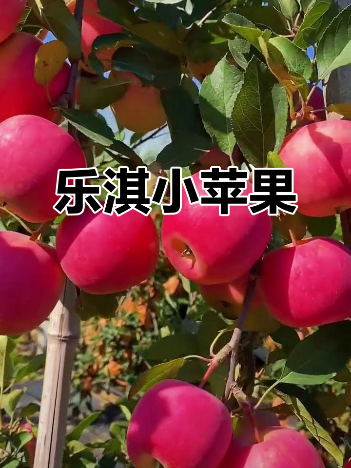 小苹果改编版小苹果(小苹果改编版小苹果的最新章节)-第3张图片-QuickQ官网