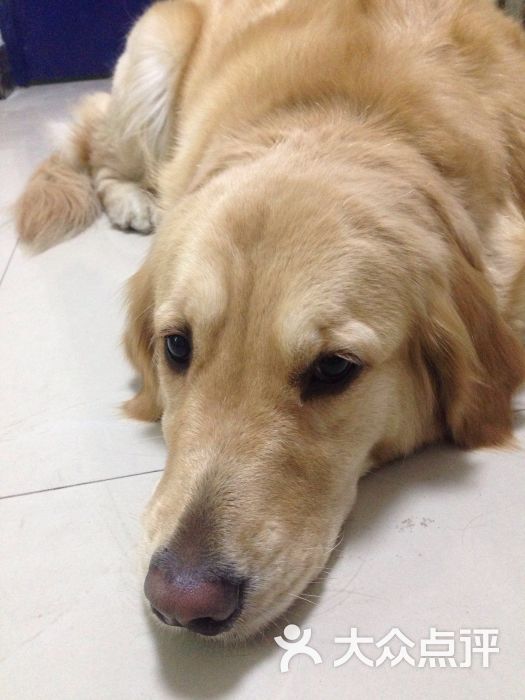 瑞星杀毒软件手机版动物(瑞星杀毒软件的标志是什么动物?)